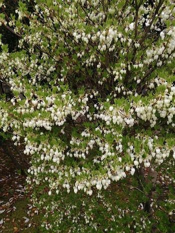 ドウダンツツジ