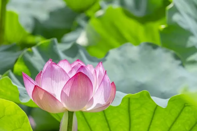 お盆前に庭を整える意味