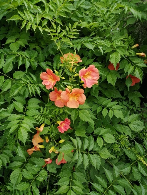 ノウゼンカズラ