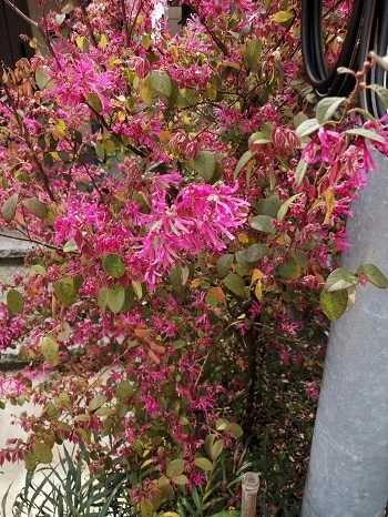 トキワマンサク