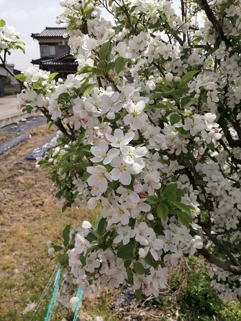 山桜