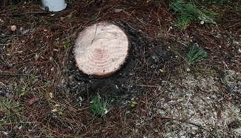 伐採切り株