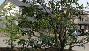 枝抜き剪定（単幹）