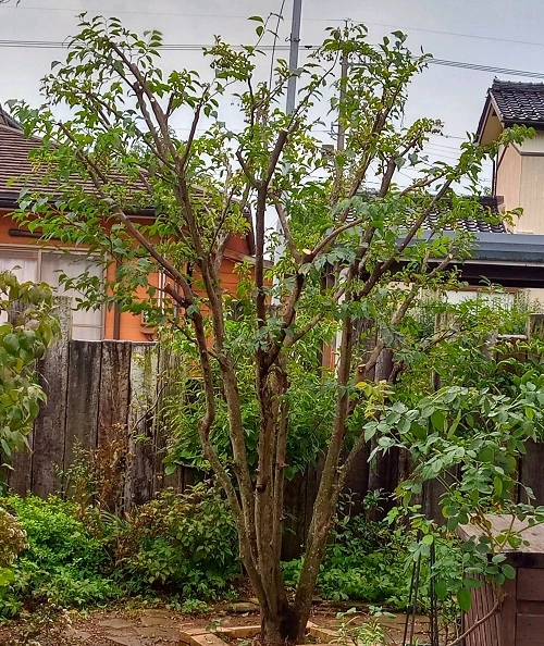 枝抜き剪定（株立ち）