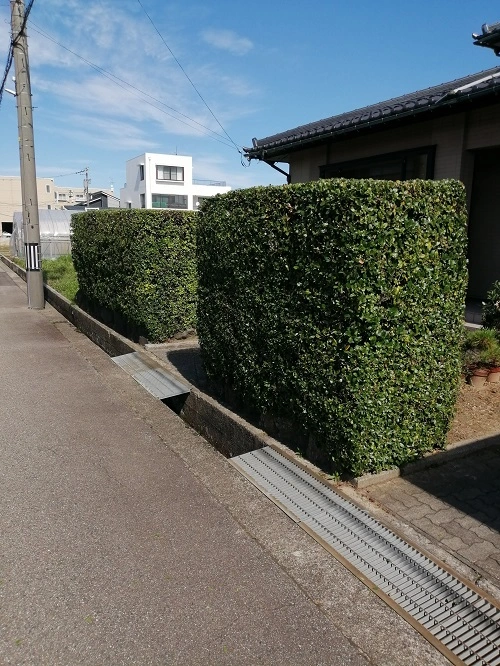 生垣刈り込み剪定