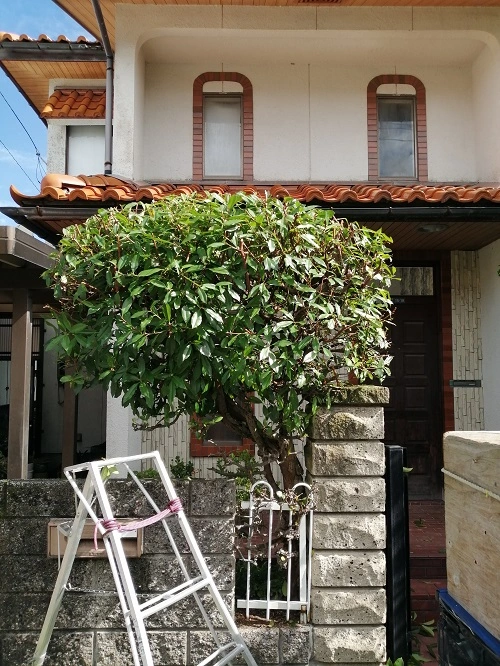 単幹刈り込み剪定