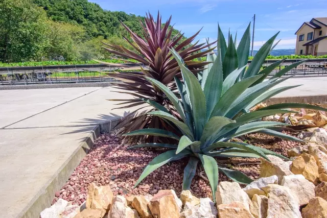 ロックガーデン