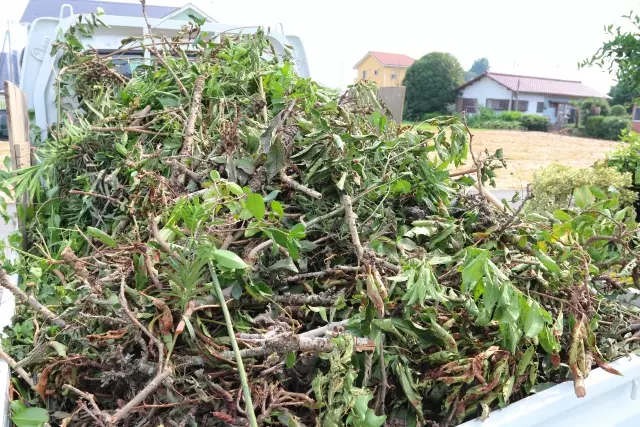 剪定ごみ処分積み込み
