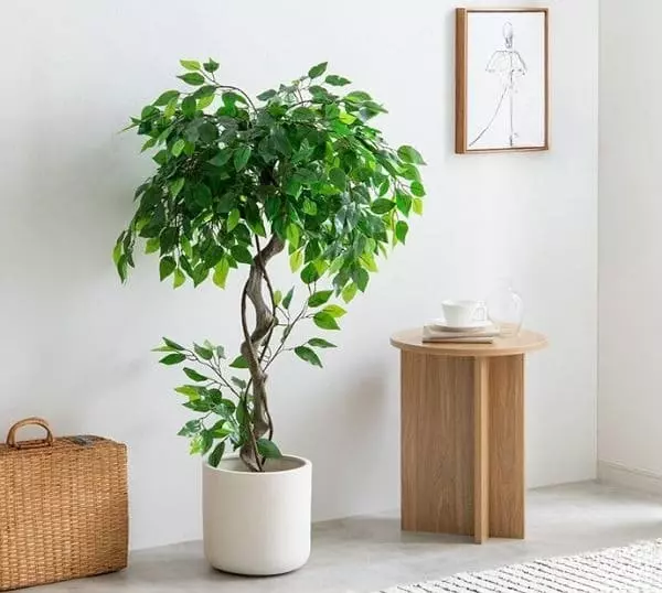 人工観葉植物 ベンジャミン 120cm