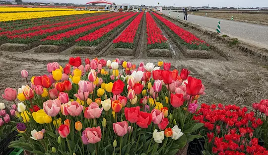 入善フラワーロード