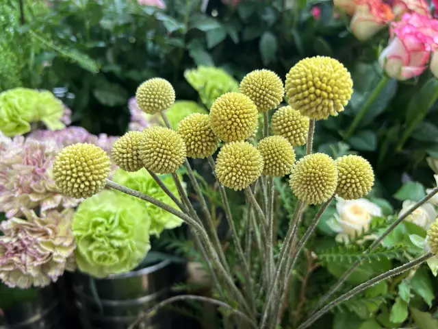 クラスペディア