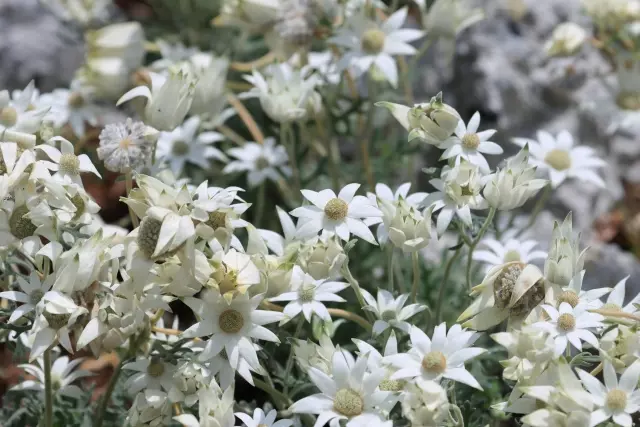 フランネルフラワー