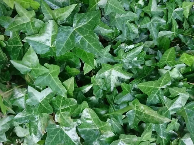 ヘデラ(アイビー)