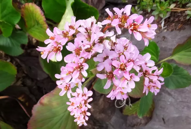 ヒマラヤユキノシタ