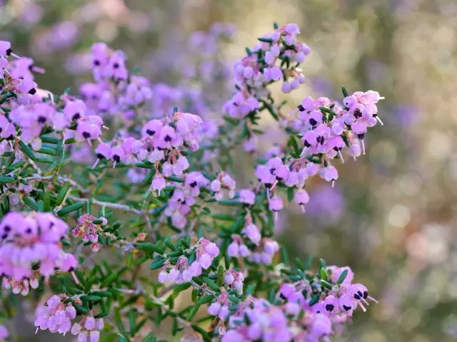 ジャノメエリカ