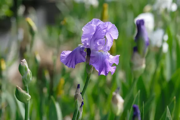 ジャーマンアイリス