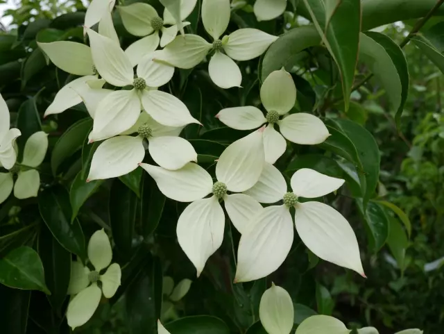 常緑ヤマボウシ