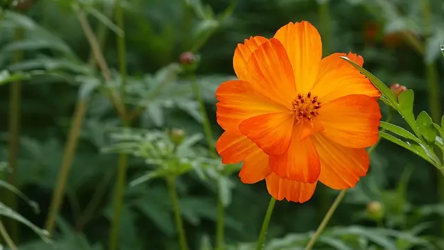 キバナコスモス