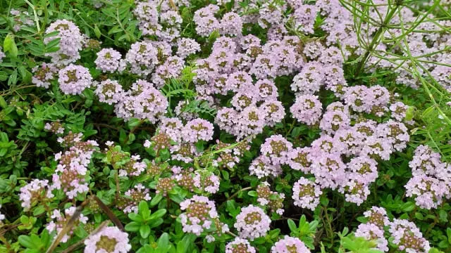 クリーピングタイム