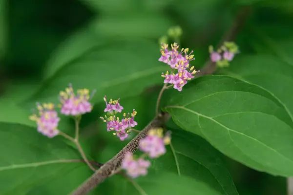 ムラサキシキブ