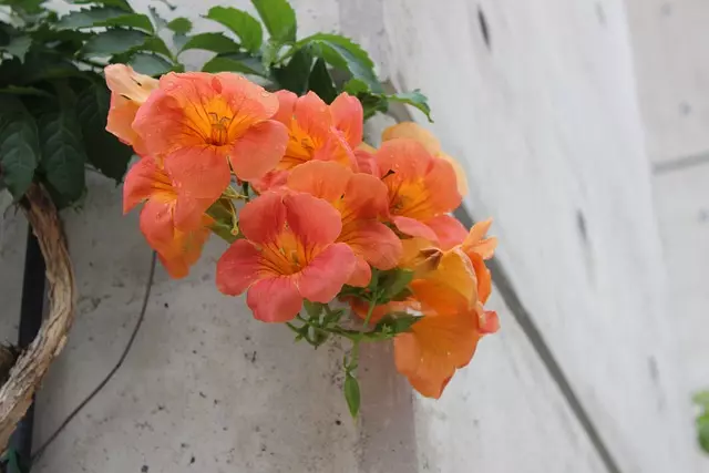 ノウゼンカズラ