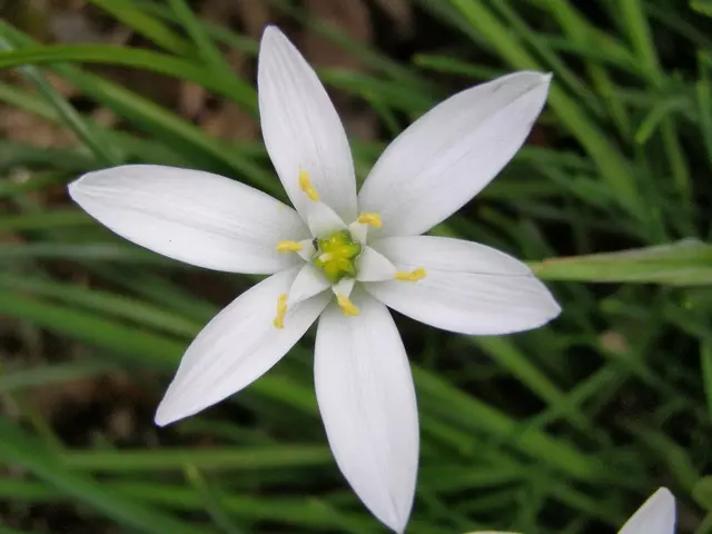 オーニソガラム