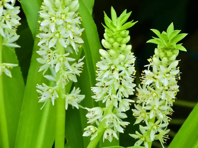 パイナップルリリー