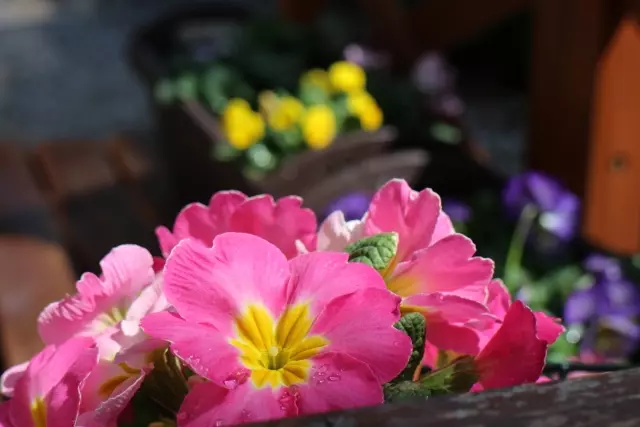 プリムラ・ポリアンサ