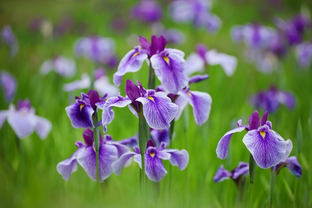 小矢部市の花 菖蒲