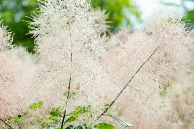 スモークツリー