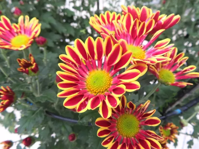 アフリカンキンセンカ