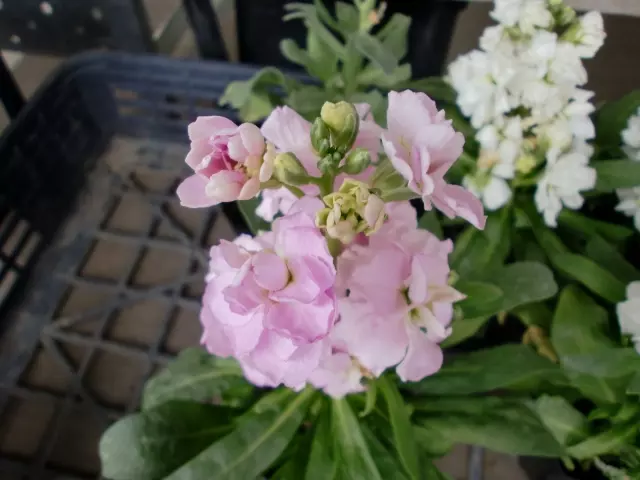 ストック（八重）