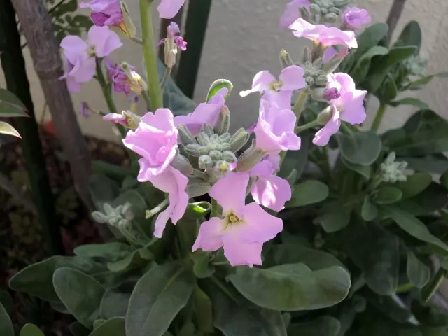 ストック（一重）