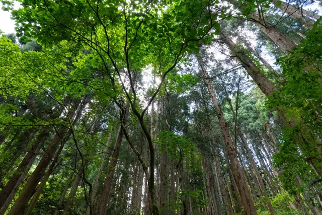 富山県の木 立山杉