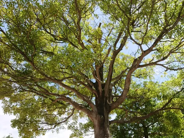 氷見市の木 タブノキ
