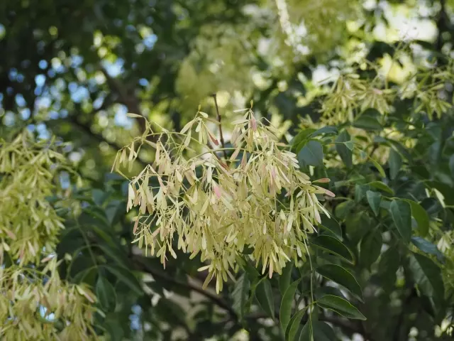 射水市の木 トネリコ