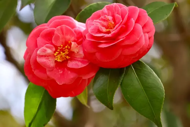 黒部市の花木 ツバキ