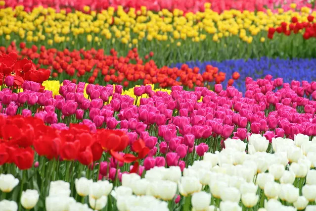 富山県の花 チューリップ