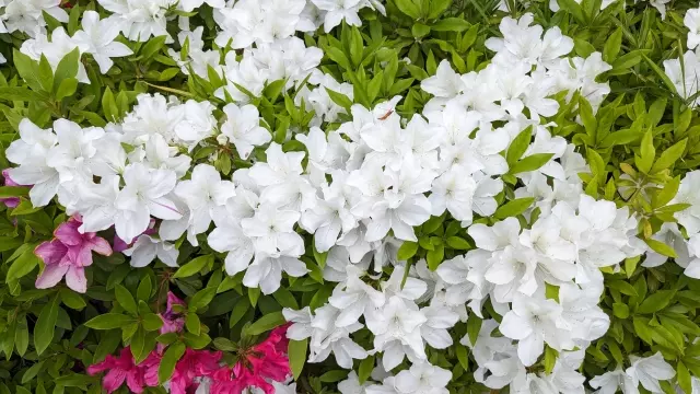 氷見市の花木 ツツジ