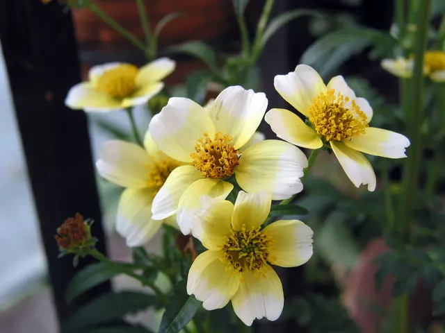 ウィンターコスモス