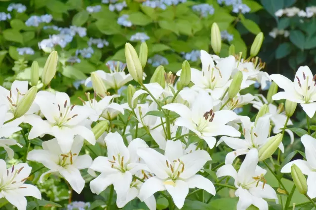 氷見市の花 ユリ