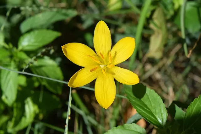 ゼフィランサス